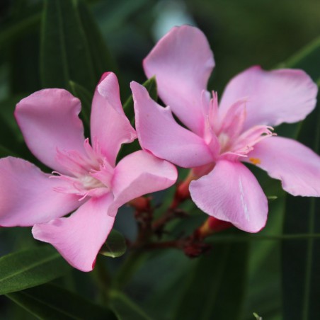Laurier rose Villa Romaine