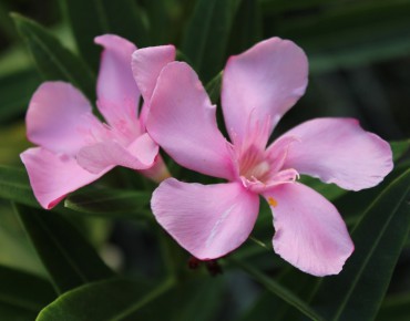 Laurier rose Villa Romaine