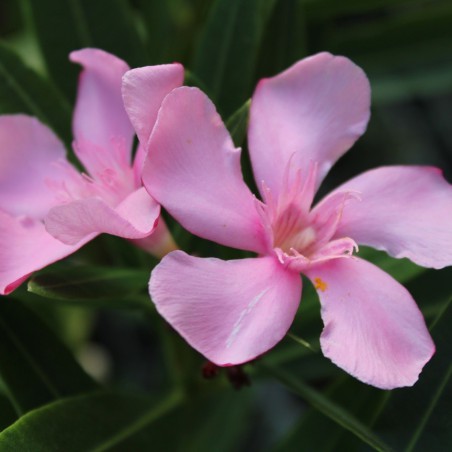 Laurier rose Villa Romaine