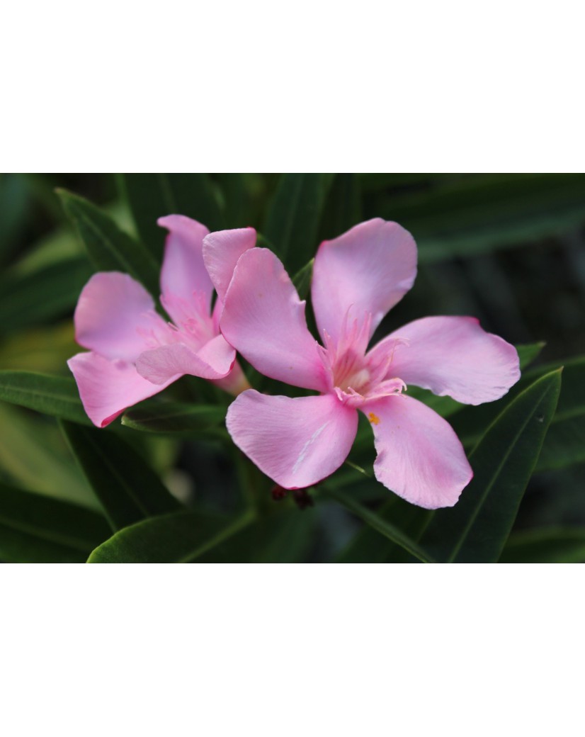 Les Lauriers roses collection de 13 plantes Nerium Oleander — free download