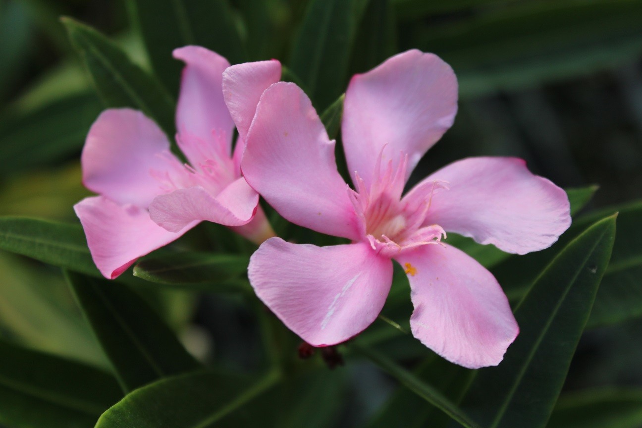 Oleander Villa Romaine - Nerium Oleander Villa Romaine