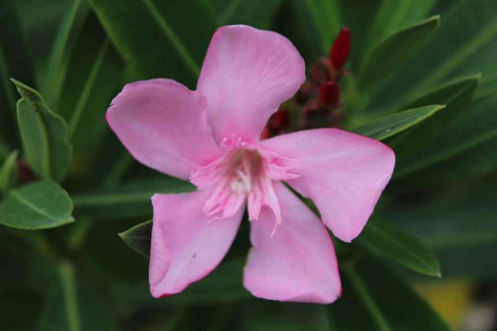 Laurier rose Villa Romaine