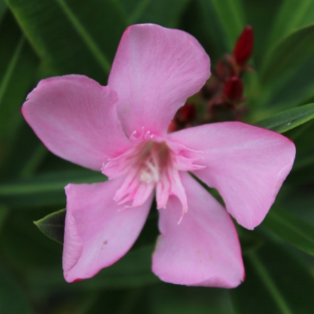 Laurier rose Villa Romaine