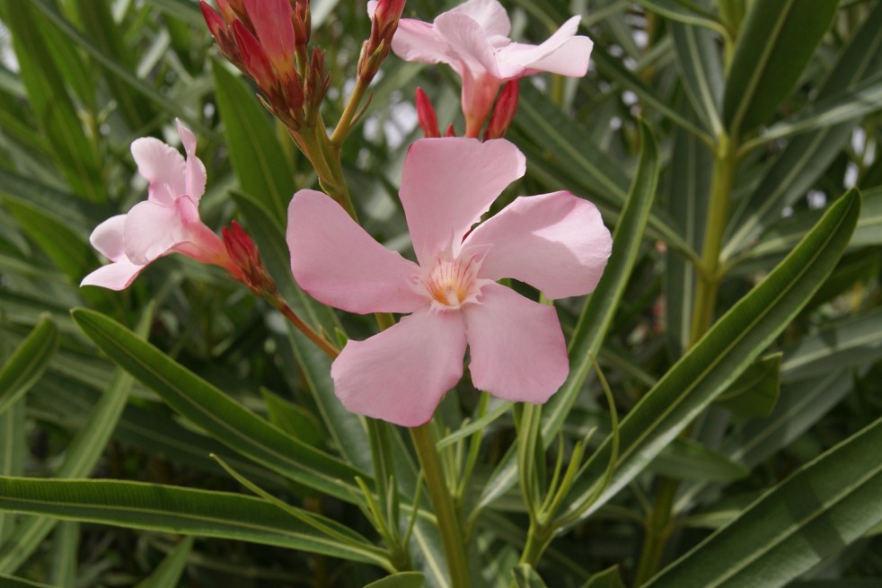 Laurier rose Villa Romaine