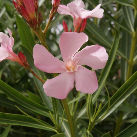 Laurier rose Villa Romaine