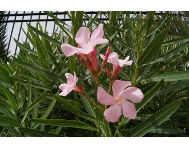 Laurier rose Villa Romaine