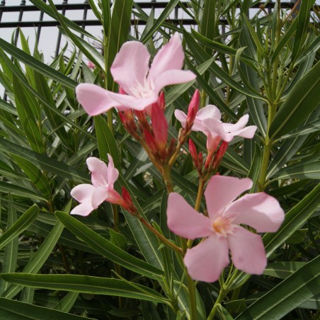 Laurier rose Villa Romaine