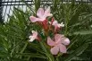 Laurier rose Villa Romaine