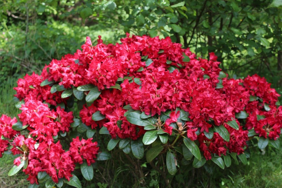 Rhododendron Lisetta