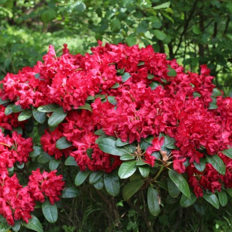 Rhododendron Lisetta