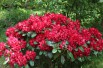 Rhododendron Lisetta