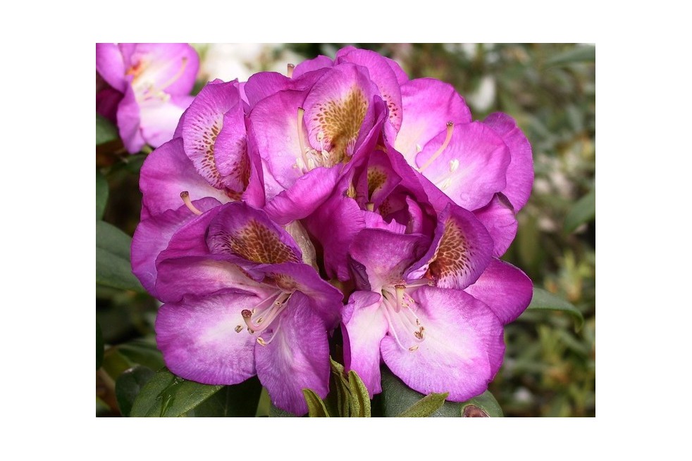 Rhododendron Bluebell