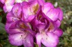 Rhododendron Bluebell