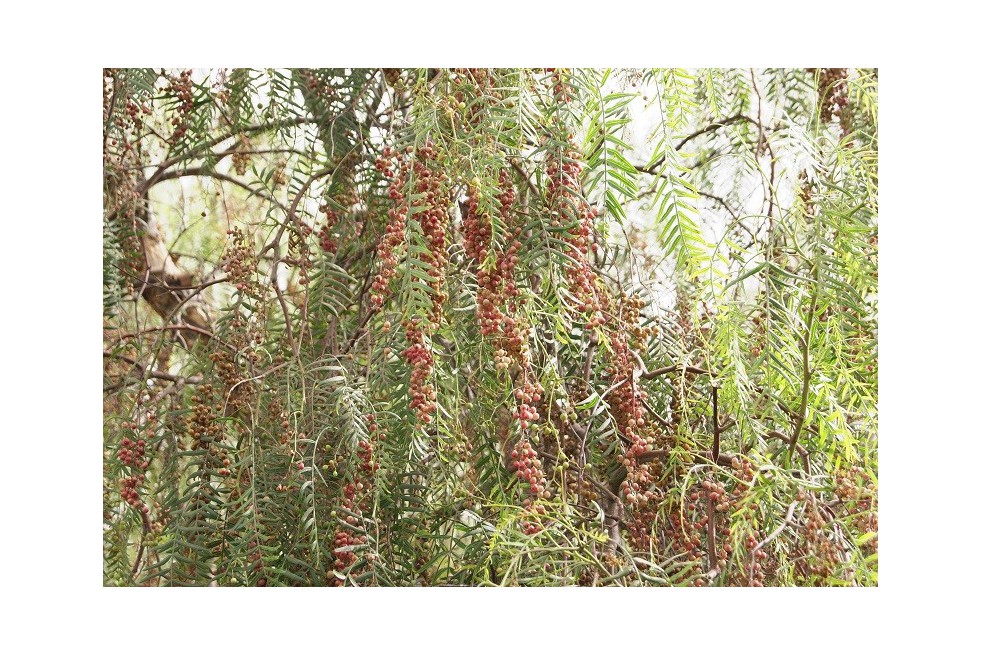 Faux poivrier odorant