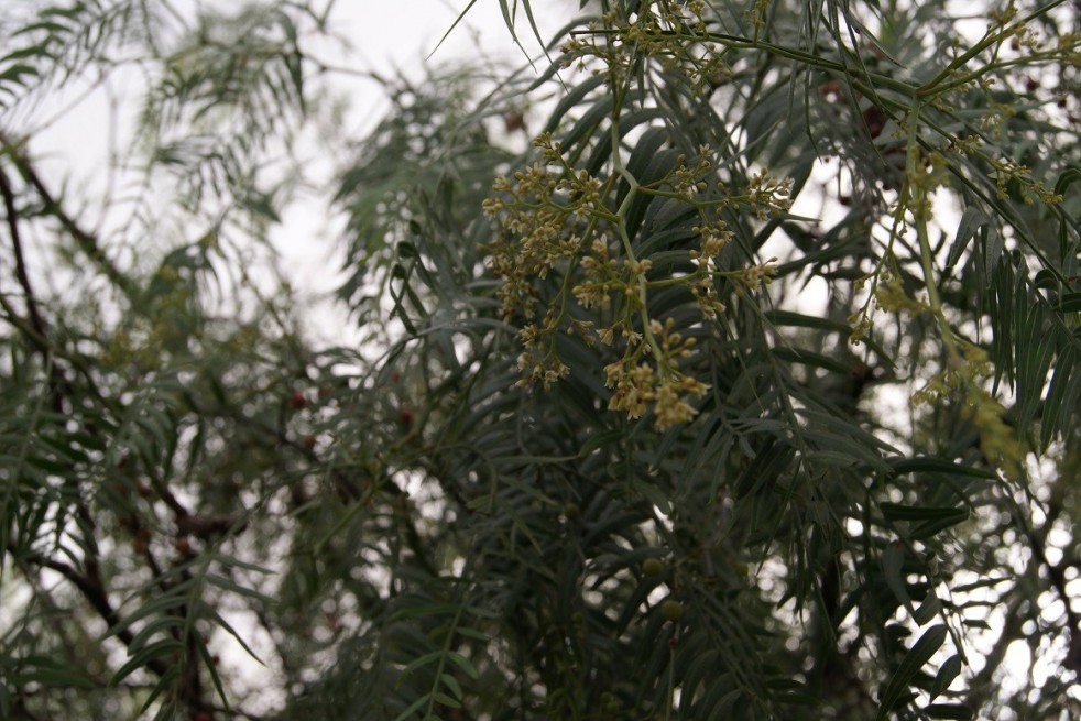 Faux poivrier odorant