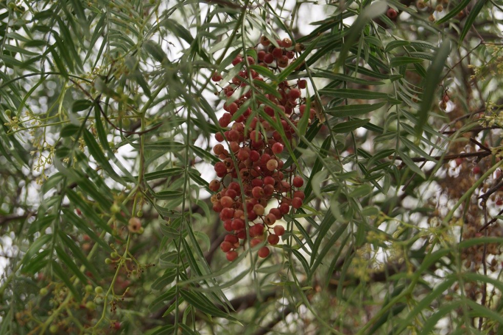 Faux poivrier odorant