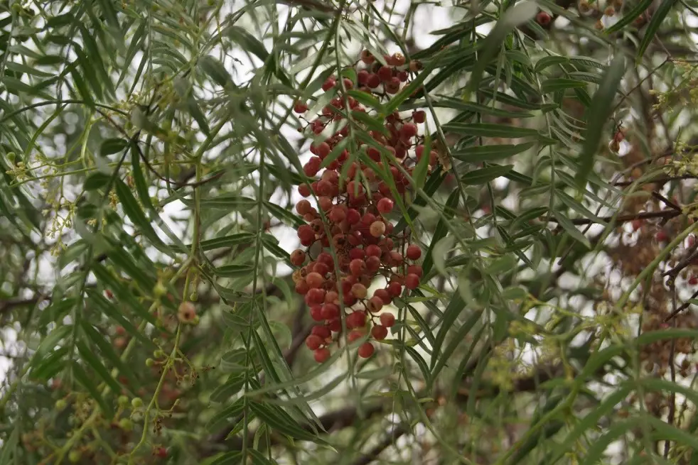 Peruvian pepper
