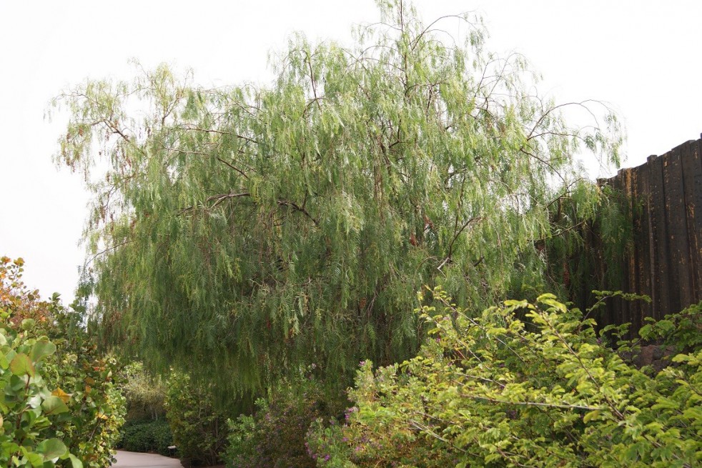 Faux poivrier odorant