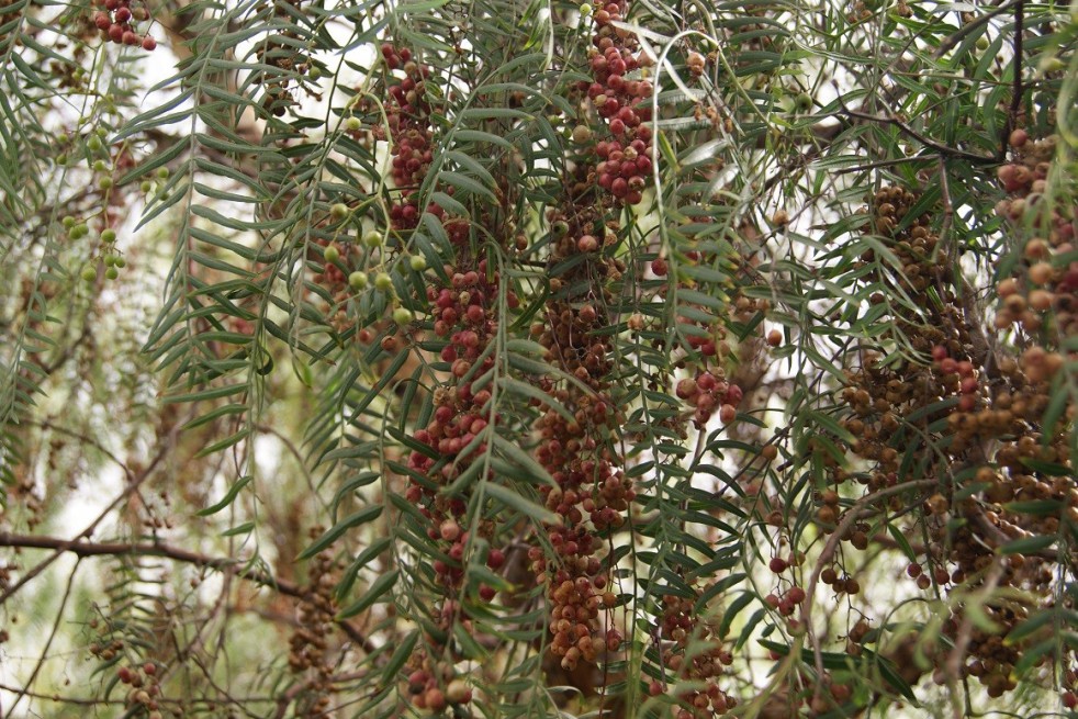 Faux poivrier odorant