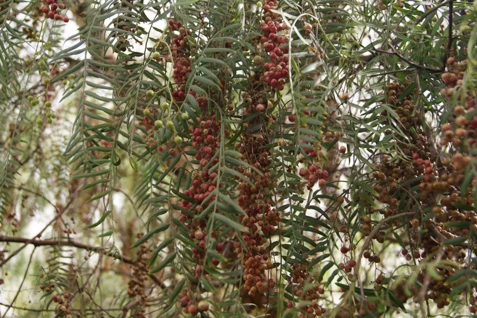 Peruvian pepper