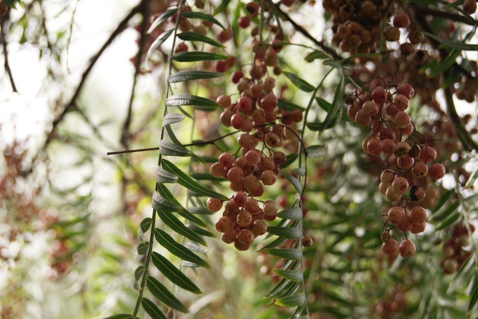 Faux poivrier odorant