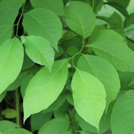 Staphylea Colchica - Jardins du Monde.be