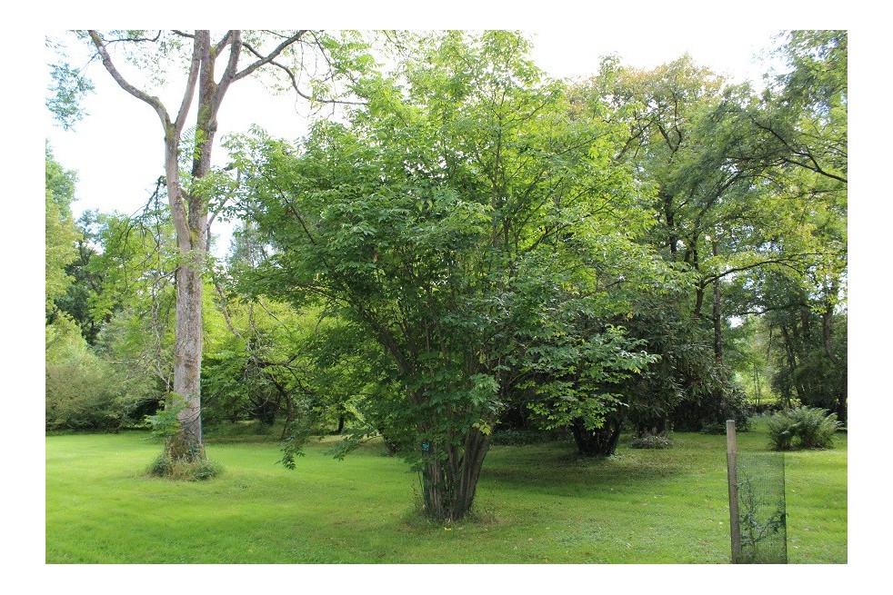 Staphylea Colchica - Jardins du Monde.be