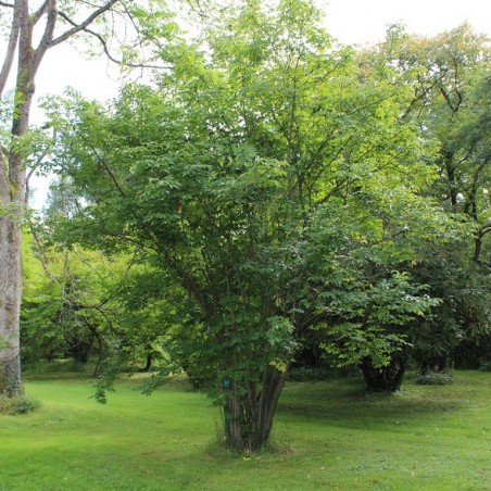 Staphylea Colchica - Jardins du Monde.be
