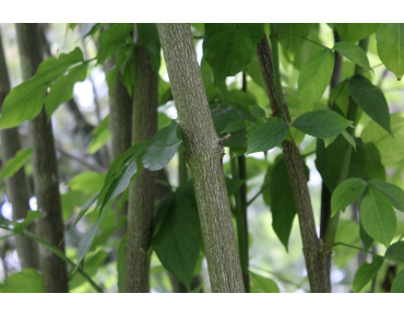 Staphylea Colchica - Jardins du Monde.be