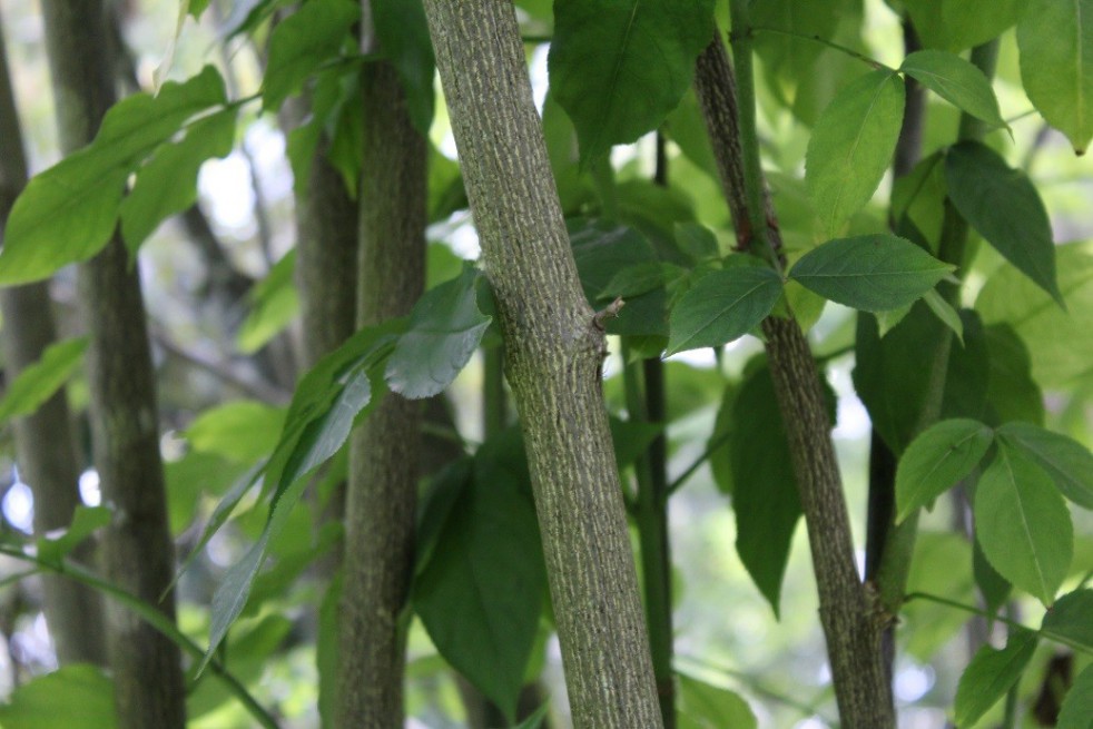 Staphylea Colchica - Jardins du Monde.be