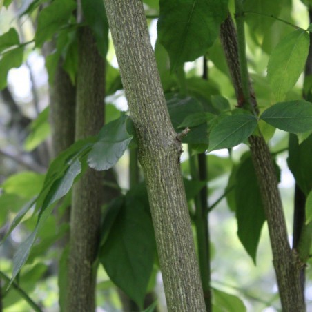 Staphylea Colchica - Jardins du Monde.be