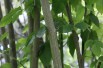 Staphylea Colchica - Jardins du Monde.be
