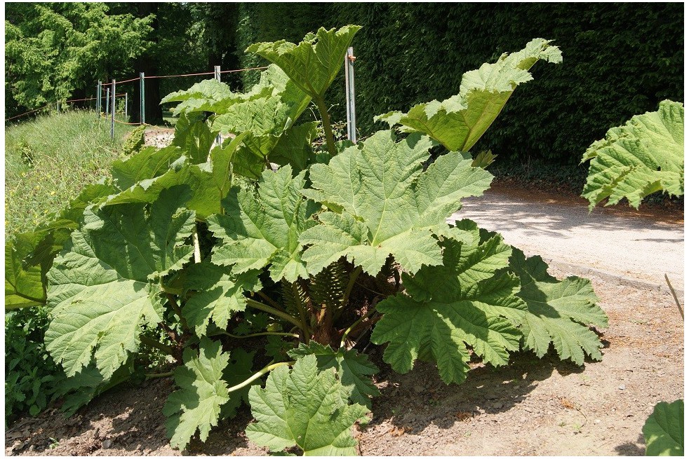 Brazilian giant-rhubarb