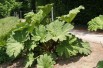 Brazilian giant-rhubarb