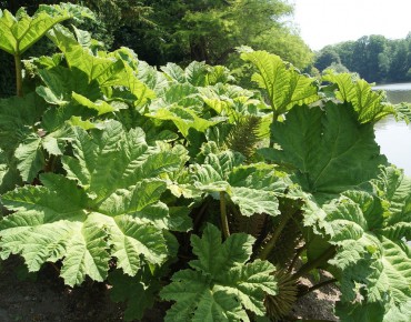 Brazilian giant-rhubarb