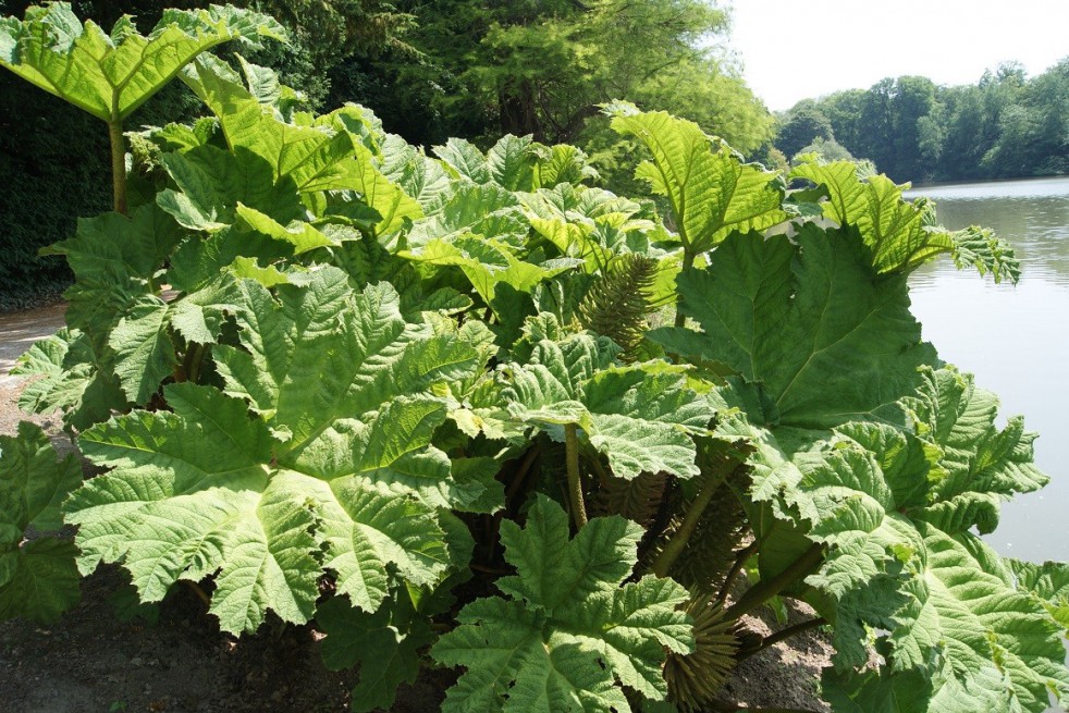 Brazilian giant-rhubarb