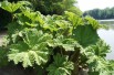Brazilian giant-rhubarb