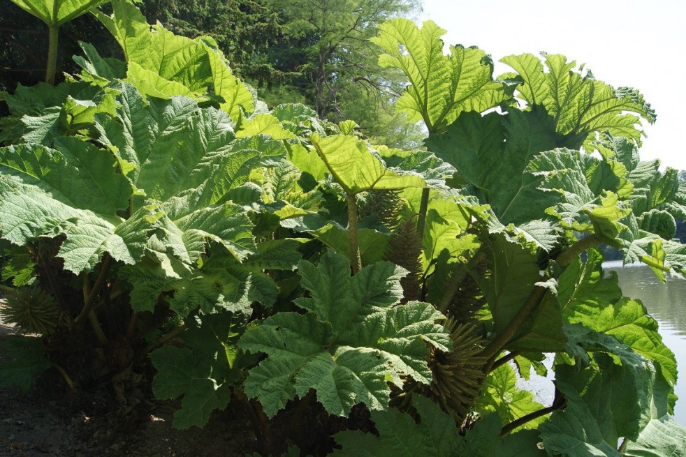 Brazilian giant-rhubarb