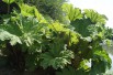 Brazilian giant-rhubarb