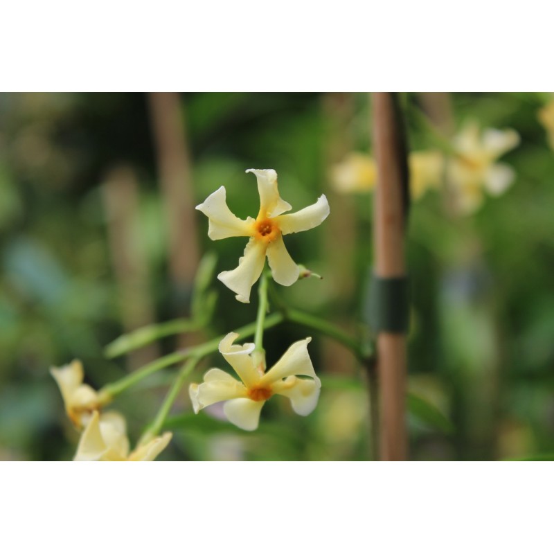 Yellow Star Jasmine Trachelospermum jasminoides Star of Toscane