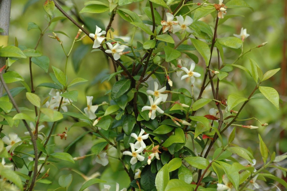 Aziatische jasmijn-Jasmin étoilé jaune Toscane - Jardins du Monde.be