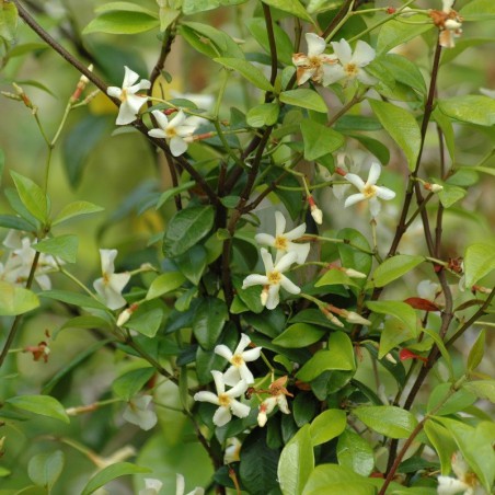 Aziatische jasmijn-Jasmin étoilé jaune Toscane - Jardins du Monde.be