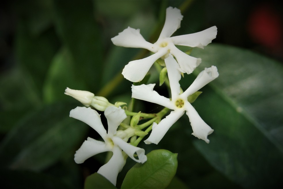 Tricolor Asiatic Jasmine
