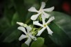 Tricolor Asiatic Jasmine