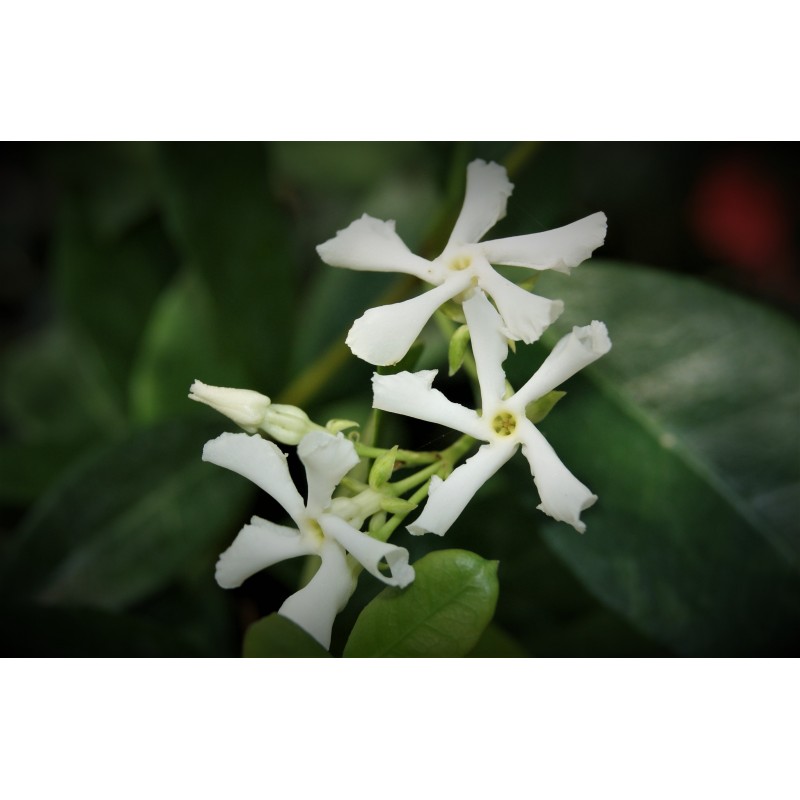 Tricolor Asiatic Jasmine Trachelospermum asiaticum Tricolor