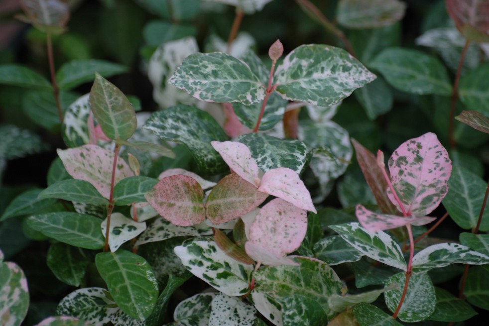 Tricolor Asiatic Jasmine