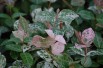 Tricolor Asiatic Jasmine