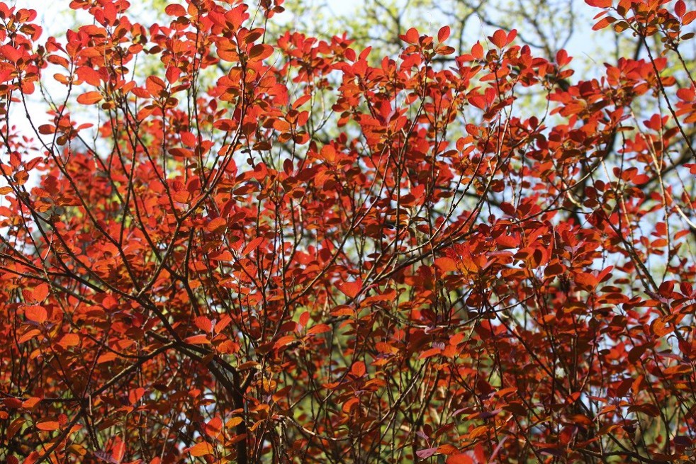 Cotinus Coggygria Royal Purple (Jardins du Monde.be)