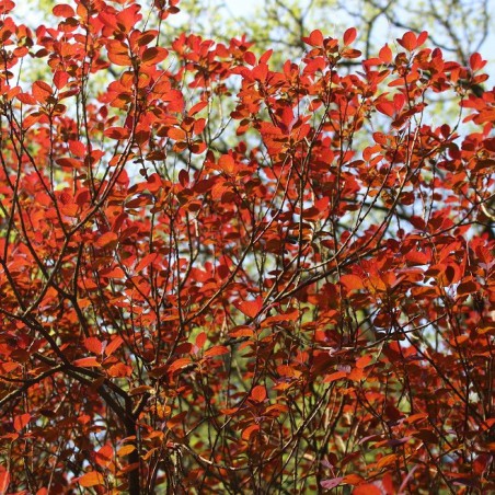 Cotinus Coggygria Royal Purple (Jardins du Monde.be)