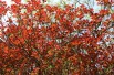 Cotinus Coggygria Royal Purple (Jardins du Monde.be)